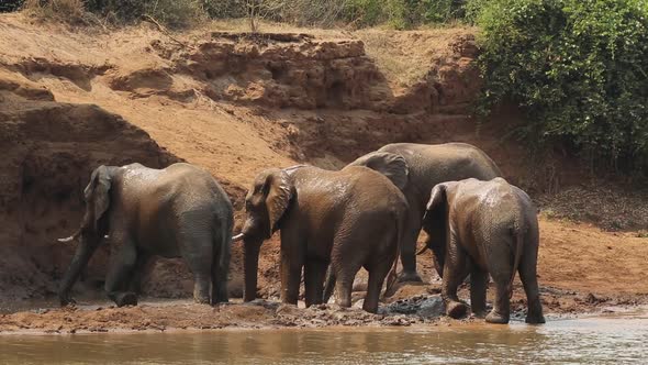 Elephants Spraying Mud - Kruger National Park alt