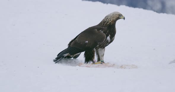 One Large Golden Eagle Eating on a Dead Animal in the Snow at Winter