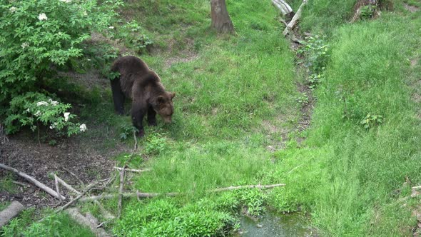 Brown bear (Ursus arctos) in the forest