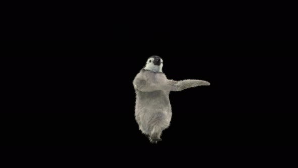 Penguin Dancing 4K alt
