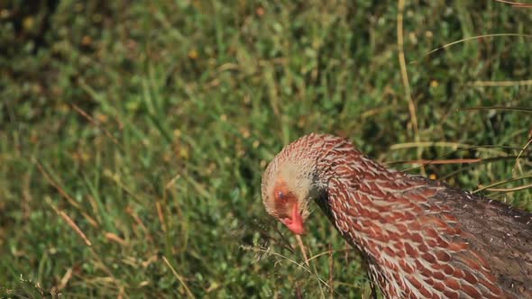 Jackson's Spurfowl (Francolin) bird eating on a grassland in the Kenyan bush, Africa alt