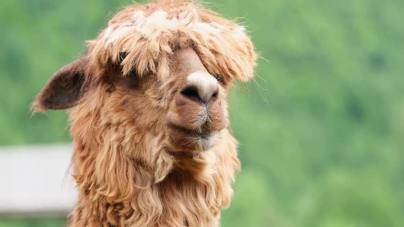 Close Up of Brown Alpaca Head Looking at Camera alt