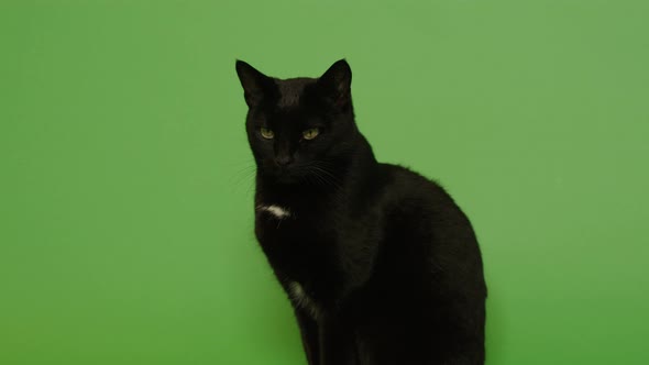  Black cat with attractive eyes alt