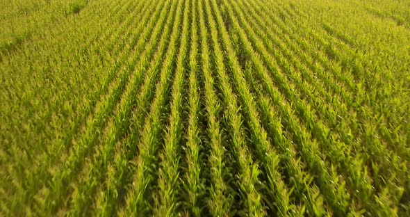 Low aerial speed up over a corn field alt