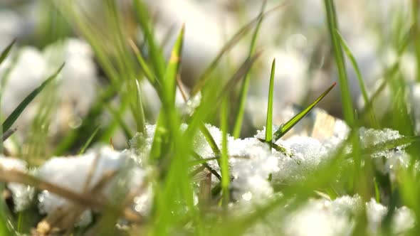 Green Grass Grows in Spring Park Surrounded By White Snow alt