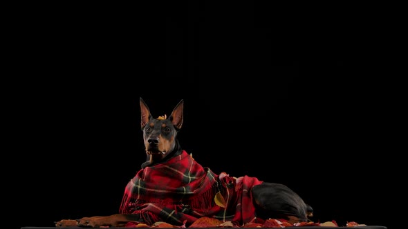 A Dark Brown Doberman in a Red Plaid Blanket Lies on Fallen Leaves alt