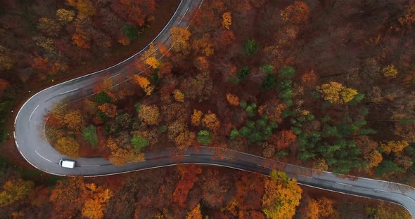 Flying Over Curvy Road in Forest 4K