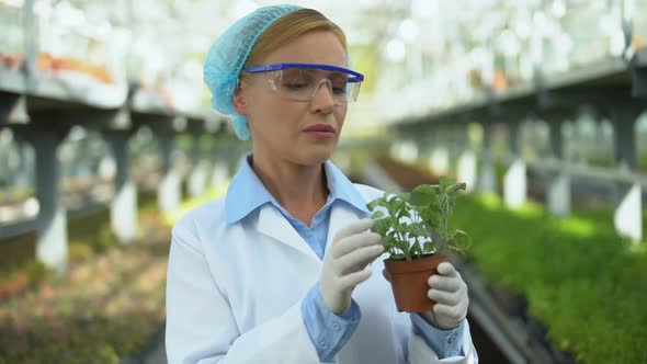 Female Scientist Checking Greenhouse Crops for Plant Pests and Diseases, Control