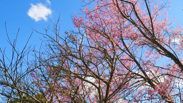 Wild Himalayan Cherry Spring Blossom in Garden alt
