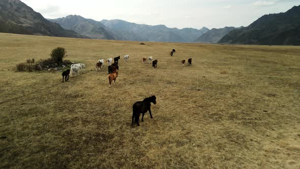 A Flock of Horses Grazes in Mountain Meadows alt