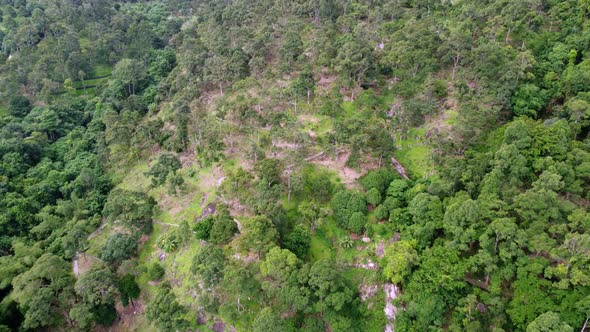 Aerial view durian farm at the hill area alt