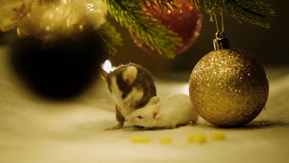 Gray Mouse Symbol of the New Year 2020 Washes Sitting Near the Christmas Ball.