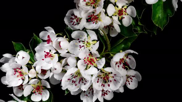 Pear Flowers Blooming in Time Lapse on a Black Background alt