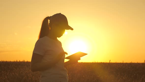 Woman Farmer with Tablet Working in a Wheat Field, Preliminary Analysis of Harvest. Girl Uses a alt