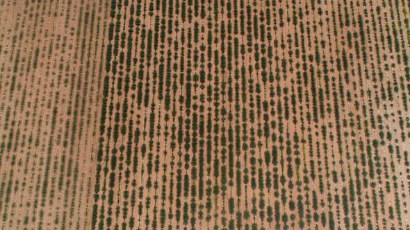 Lavender field in the heart of the Verdon regional natural park from the sky alt