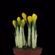 Time lapse of growing and rotating yellow crocus Easter flower - VideoHive Item for Sale