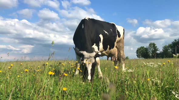Cow grazing on the green meadow in a sunny day. alt