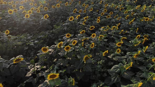 Beautiful view of sunflowers close-up. alt