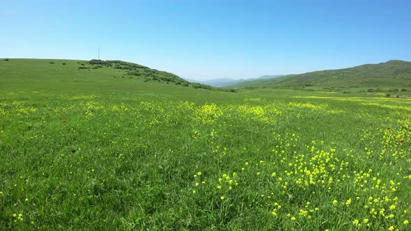 Flying Over The Meadow