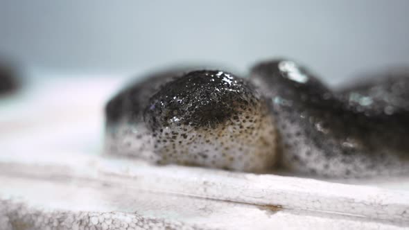 Sea cucumber on a white background. alt