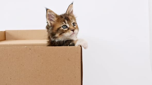 Striped Grey Kitten in a Cardboard Box alt