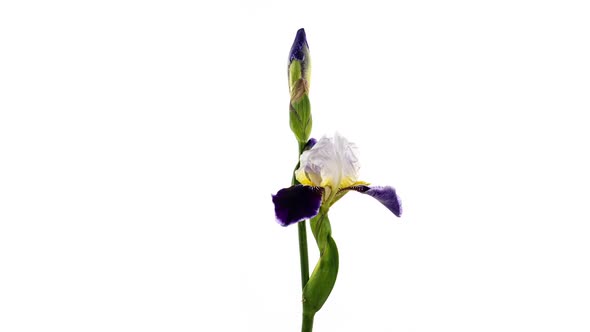 Timelapse of Growing Blue Iris Flower alt