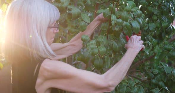 An aging woman with gray hair clipping branches and pruning a pear fruit tree in her orchard garden alt