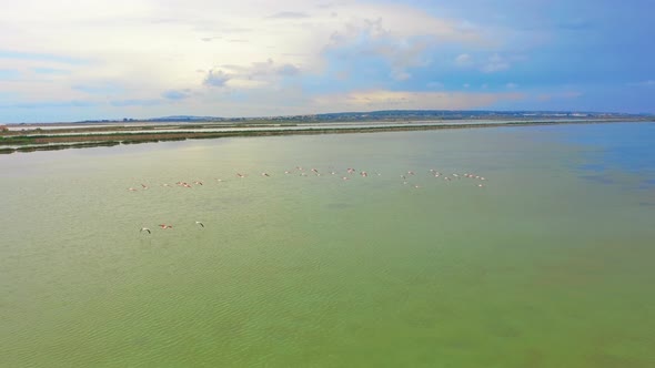 Aerial View. Flamingos, Flying Close To the Camera at Sunset Over the Lake. alt