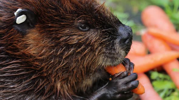 Eurasian Beaver Castor Fiber or European Beaver alt