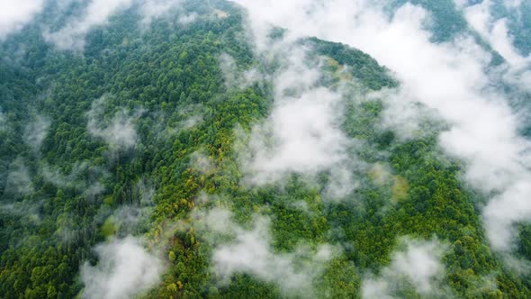 Clouds Over Treetops Mountain Forest in Rainy Weather with Fog and Mist Ecologically Clean and alt