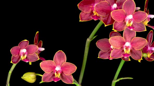 Blooming Red Orchid Phalaenopsis Flower alt