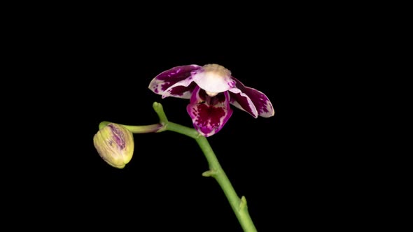 Blooming White - Magenta Orchid Phalaenopsis Flower alt