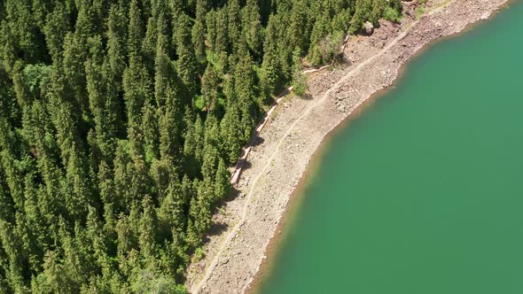 Green trees and the lake alt
