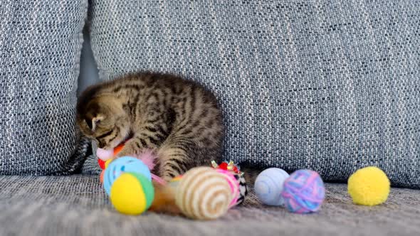 Kitten and toys.playful kitten.A gray tabby kitten plays with toys alt