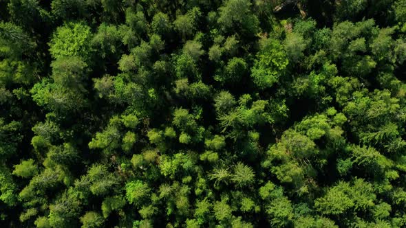 Aerial Footage Of Beautiful Green Forest In Sweden, Drone Stock Footage By Drone Rune X alt