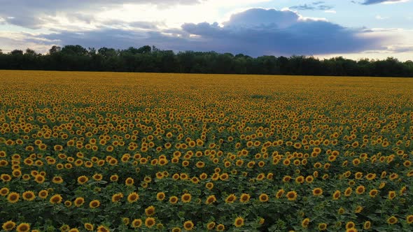 Evening Sunflower Field  alt
