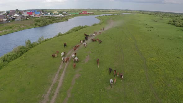 A Herd of Horses Gallops Through a Green Meadow Along the River