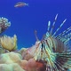 Soft Coral Tube Worm and Lionfish - VideoHive Item for Sale