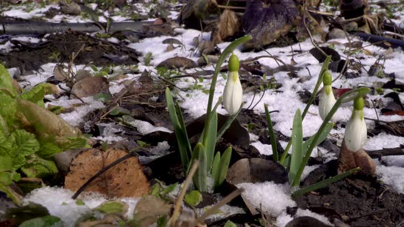 Beautiful Snowdrop Flower Bloom and Snow in Spring alt