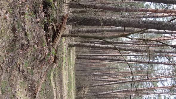 Vertical Video of Trees in a Pine Forest Slow Motion alt