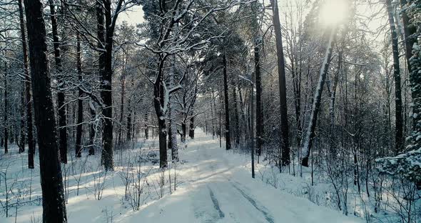 Winter Pines Forest alt