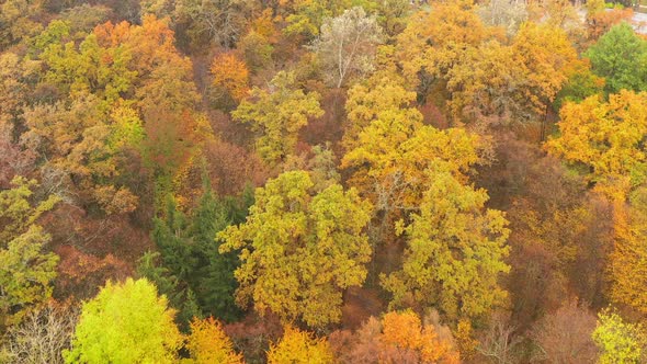 Flying Over the Multicolored Crowns of Trees in the Autumn Park - Drone Shot - ProRes HQ  alt