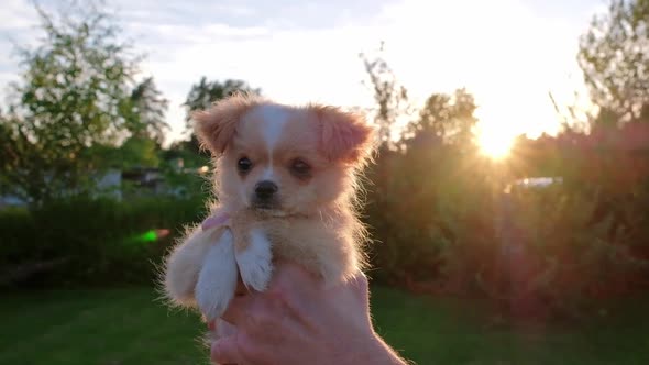 Hand Holding a Small Cute Chihuahua Puppy at Sunset alt