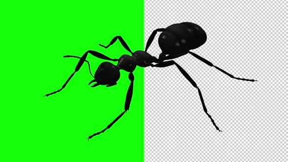 Black Ant - Crawling Loop - Side View - Transparent and Green Screen alt