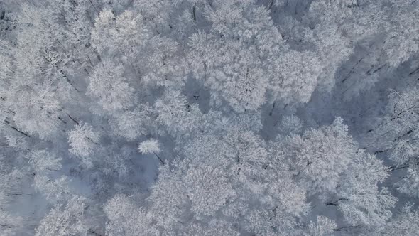 Bird'seye Top Down View of Snow Covered Forest and Frosty Tree Tops alt