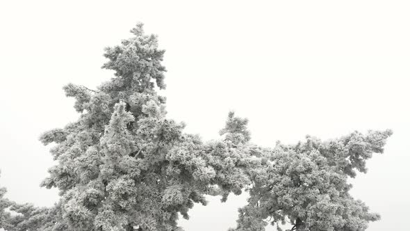 Pinewood Tree in Winter alt