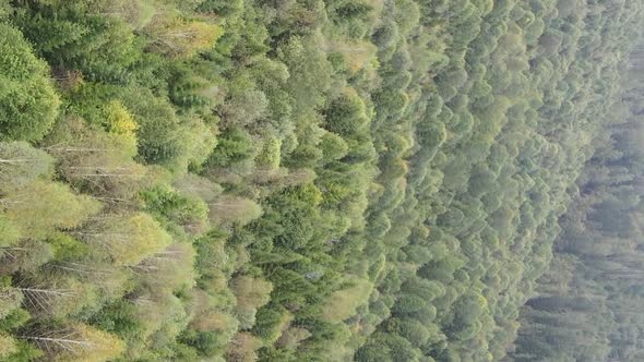 Vertical Video Aerial View of Trees in the Forest alt