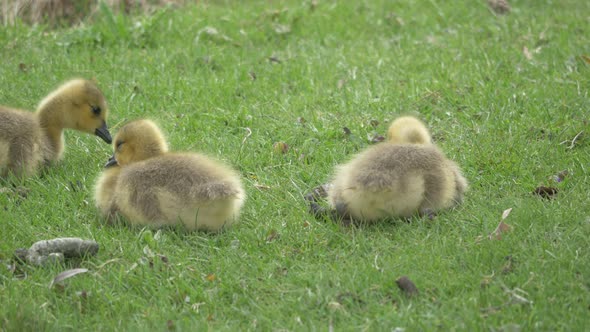 Goose goslings on grass alt