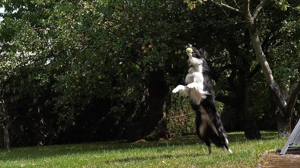 980131 Border Collie Dog walking on Grass, Playing Ball, Slow motion alt