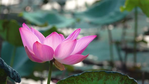 Beautiful fresh pink lotus flower